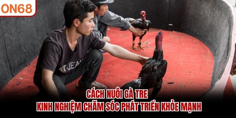 cach-nuoi-ga-tre-kinh-nghiem-cham-soc-phat-trien-khoe-manh